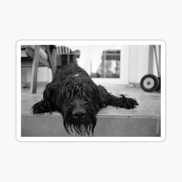 Wet Dog Sticker