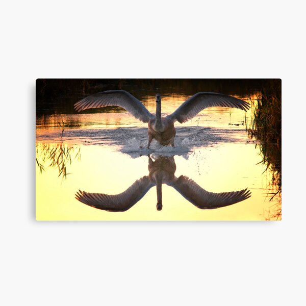 Item preview, Swan reflect in the water designed and sold by THHoang.