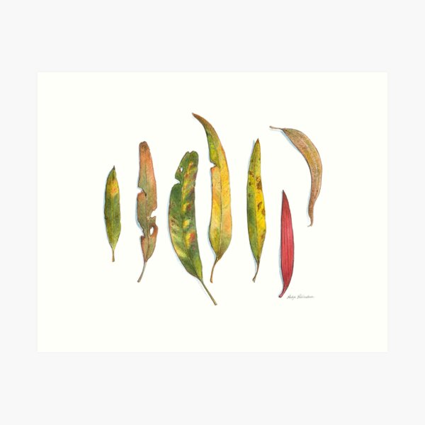 Eucalyptus Leaves - Gum Leaves - Gumtree Leaves in Watercolour - by Nadya Neklioudova Art Print