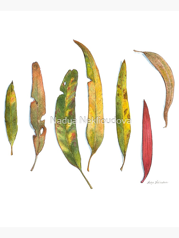 "Eucalyptus Leaves Gum Leaves Gumtree Leaves in Watercolour by
