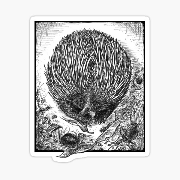 Echidna Ink Drawing by Nadya Neklioudova Sticker