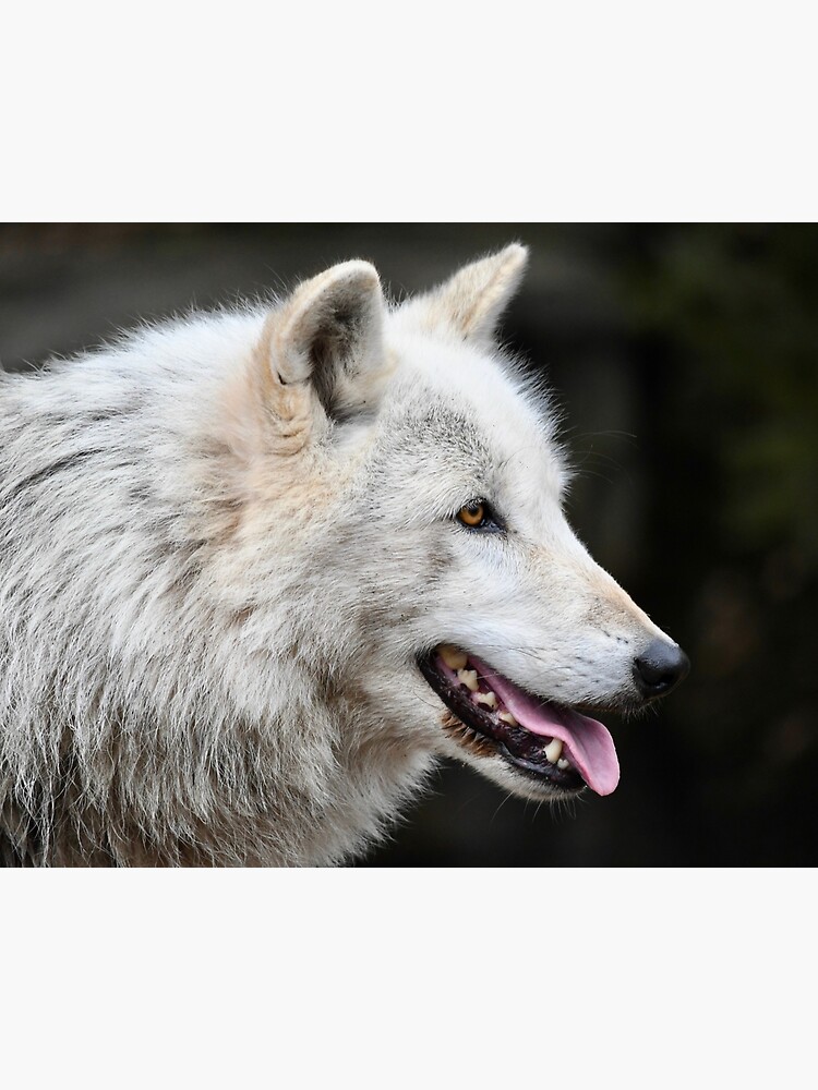 Featured image of post Cool Perfil Fotos De Lobos Tenemos muchos tipos de montajes diferentes desde superponer la bandera de tu pa s o equipo favorito imagenes chulas o diferentes emblemas y decoraciones