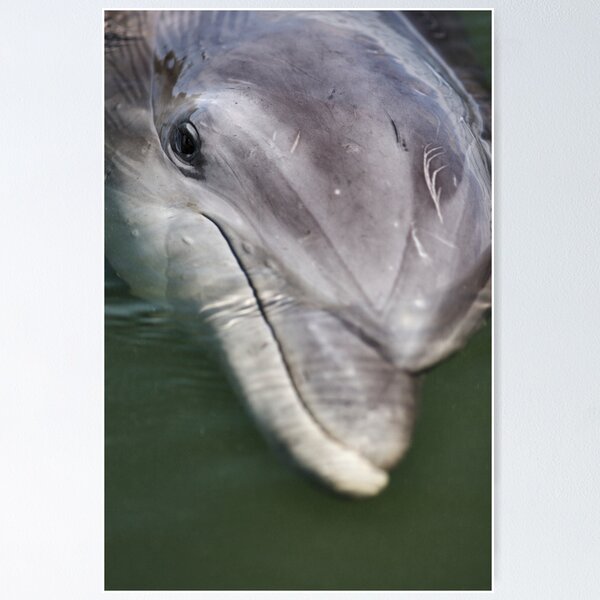 Artikelvorschau, Dolphin Close-Up entworfen und verkauft von jimcrotty.