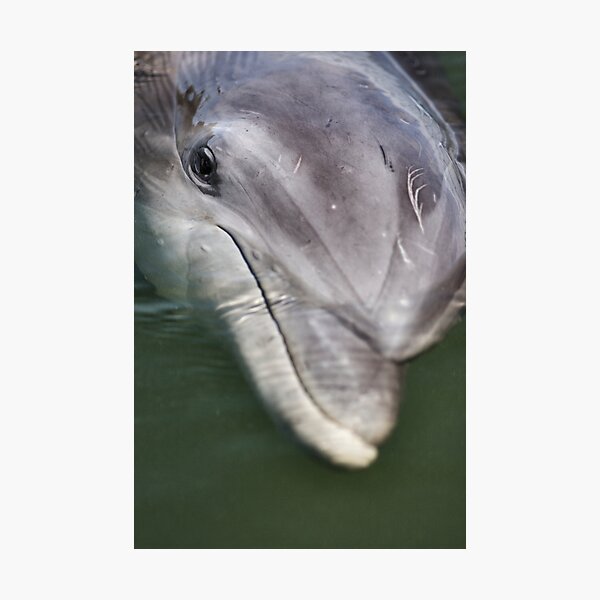 Item preview, Dolphin Close-Up designed and sold by jimcrotty.