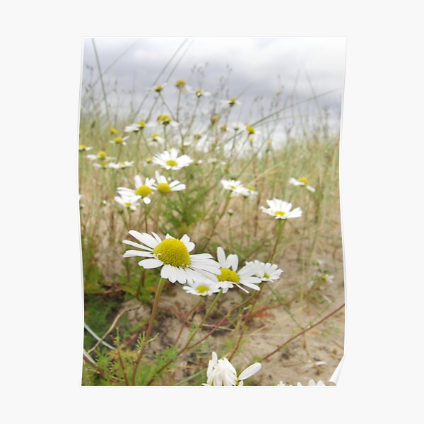 White n Yellow Lisfannon beach County Donegal Ireland Poster