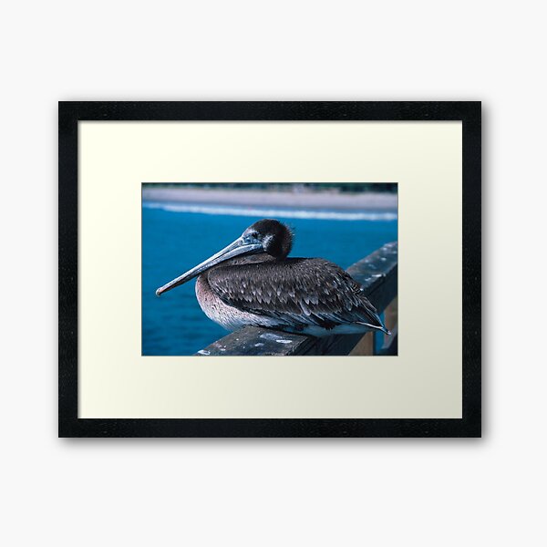 Item preview, Brown Pelican Resting on the Docks designed and sold by BravuraMedia.