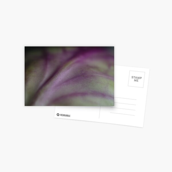 vein tree Postcard