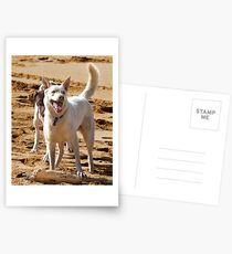 Soon That Stick Will Be Mine Postcards