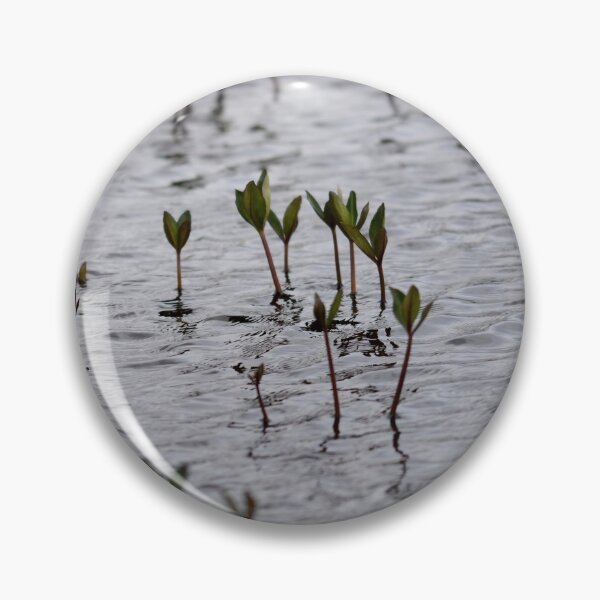 Item preview, Bog Bean plants in moody grey water designed and sold by Alternative Perspectives.
