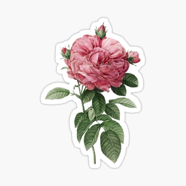 Vintage Giant French Rose Flower Botanical Illustration Sticker