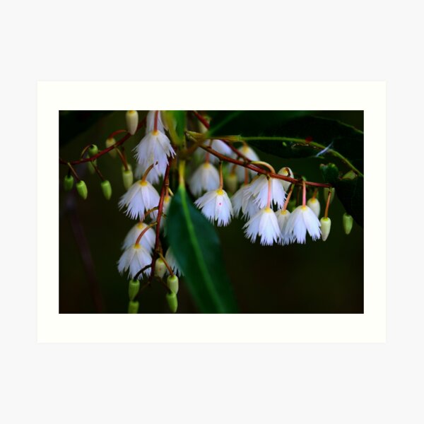 Elaeocarpus reticulatus Art Print