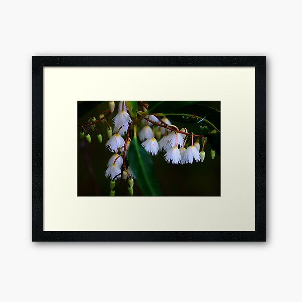 Elaeocarpus reticulatus Framed Art Print