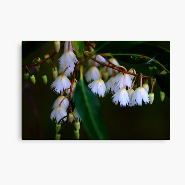 Elaeocarpus reticulatus Canvas Print