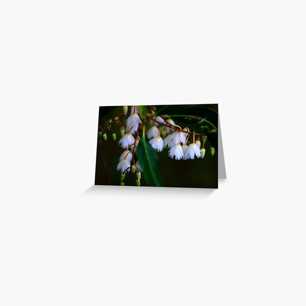 Elaeocarpus reticulatus Greeting Card
