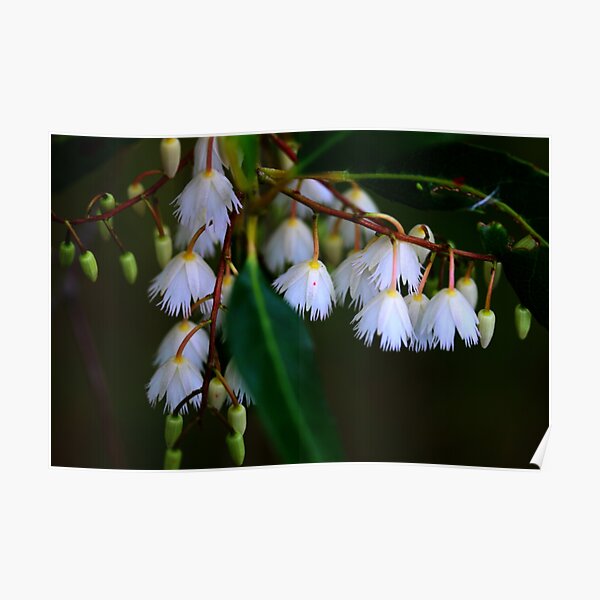 Elaeocarpus reticulatus Poster