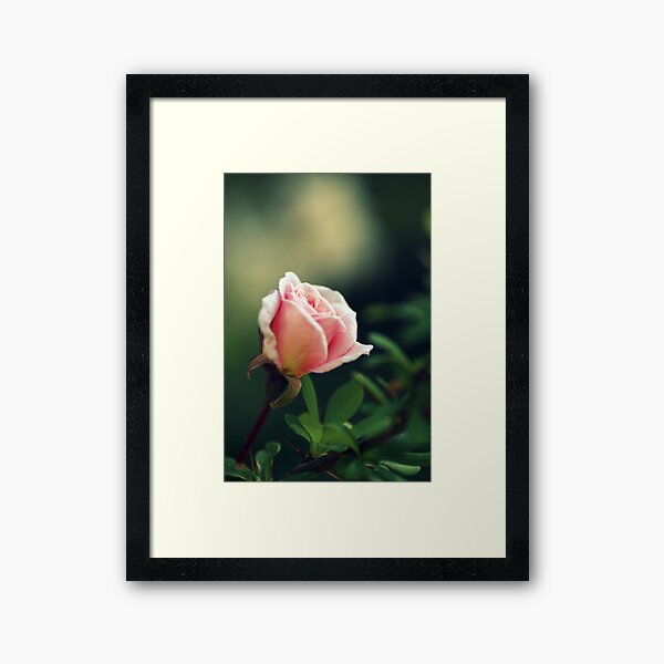 Compassion.... Framed Art Print