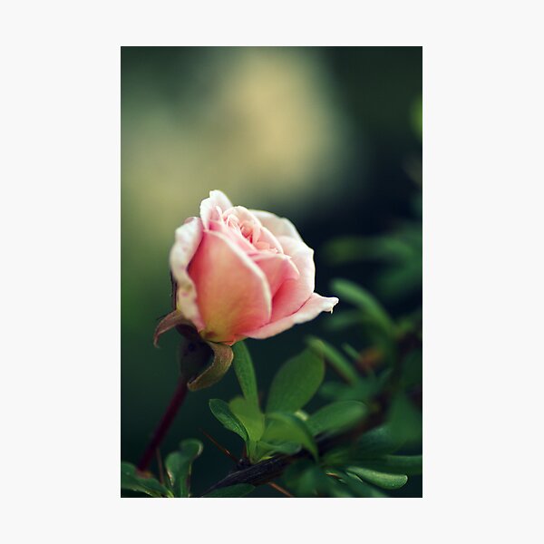 Compassion.... Photographic Print