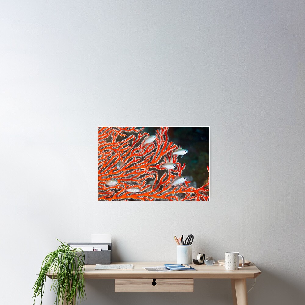 Damselfish in sea fan Poster