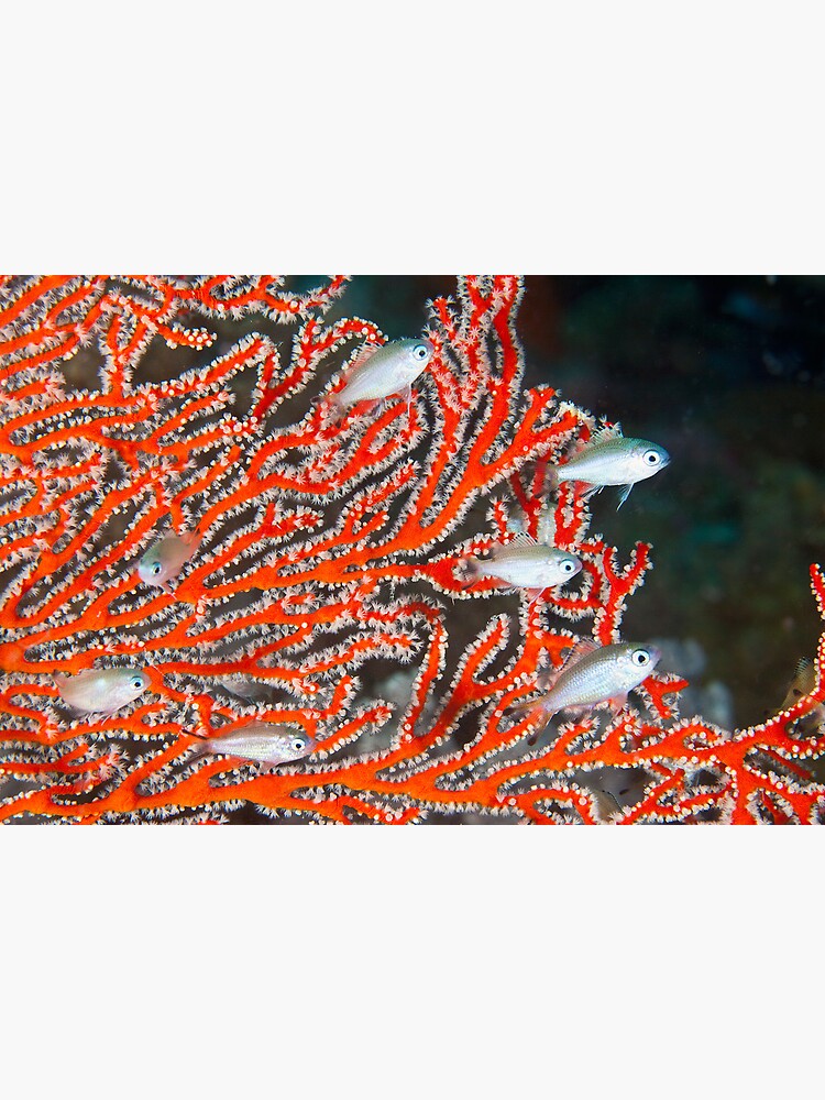 Damselfish in sea fan by DavidWachenfeld