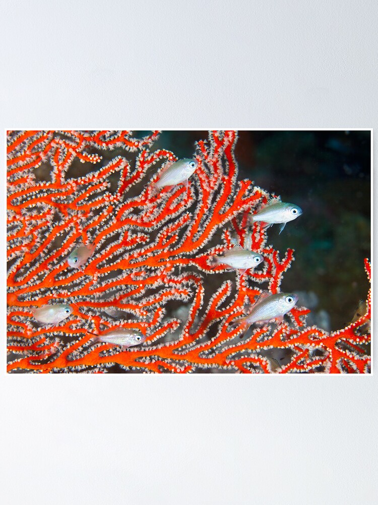 Alternate view of Damselfish in sea fan Poster