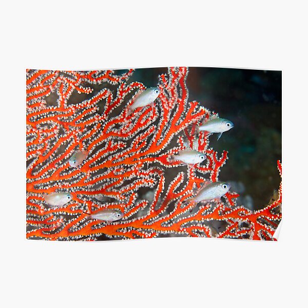 Damselfish in sea fan Poster