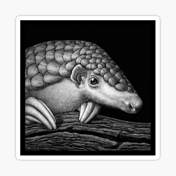 Pangolin Art Black and White - by Nadya Neklioudova Sticker