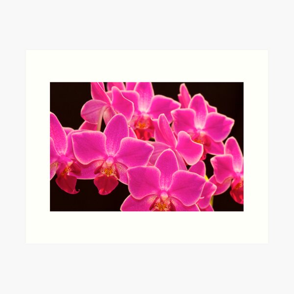 Pink Orchid Art Print