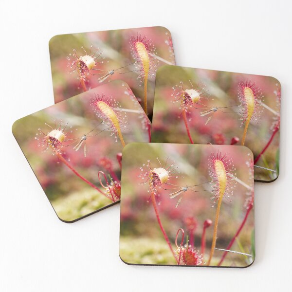 Item preview, the sundew's meal designed and sold by Hannele Luhtasela.