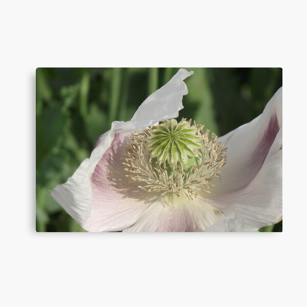 Item preview, poppy macro - Don Heads designed and sold by Gaylene Norton.