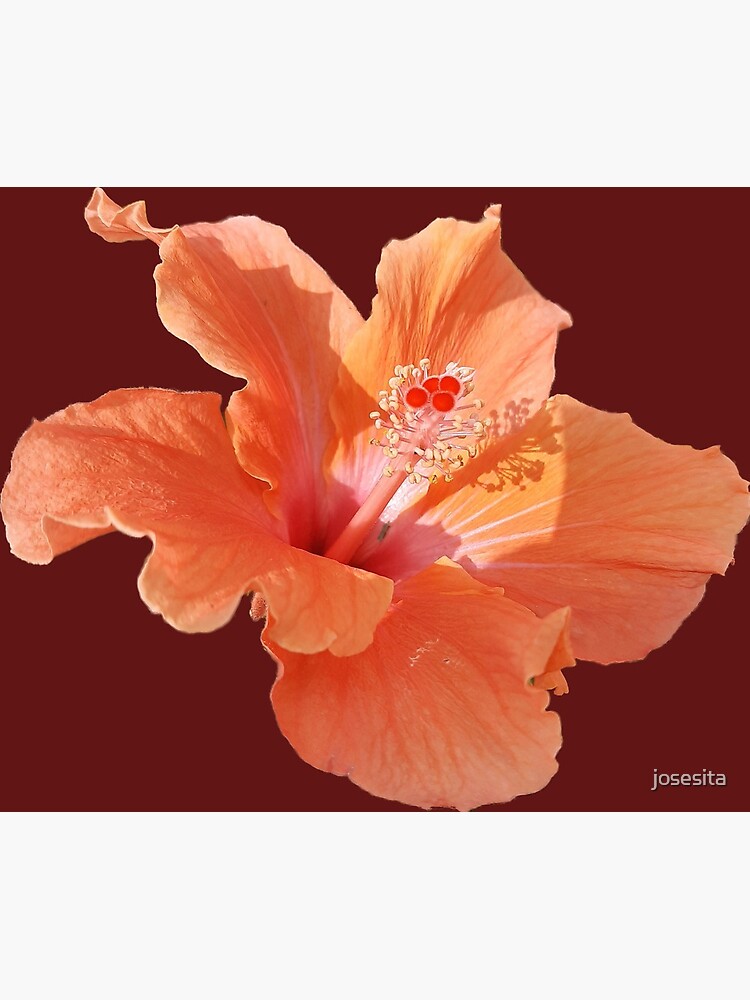 Hibiscus Flower Flor de hibisco Rosa de Jamaica