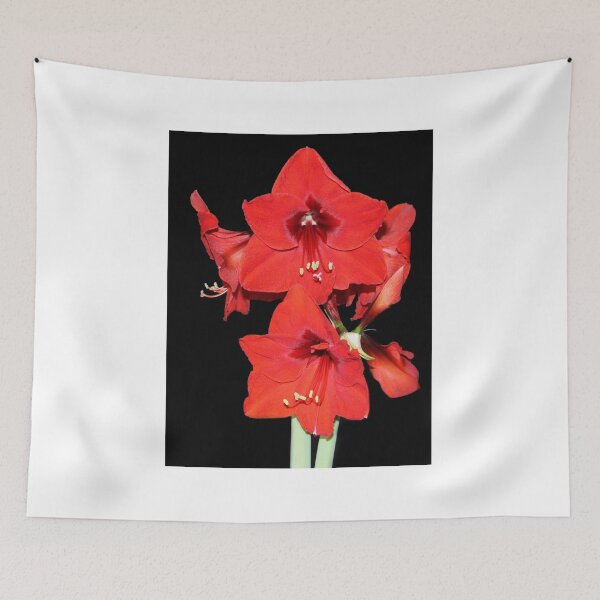 Item preview, Amazing Amaryllis designed and sold by vette.