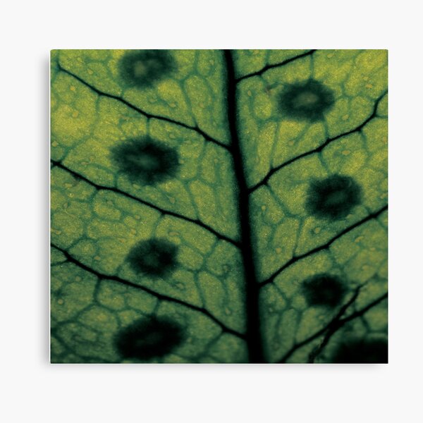 Item preview, Macro fern leave designed and sold by Pacesyte.