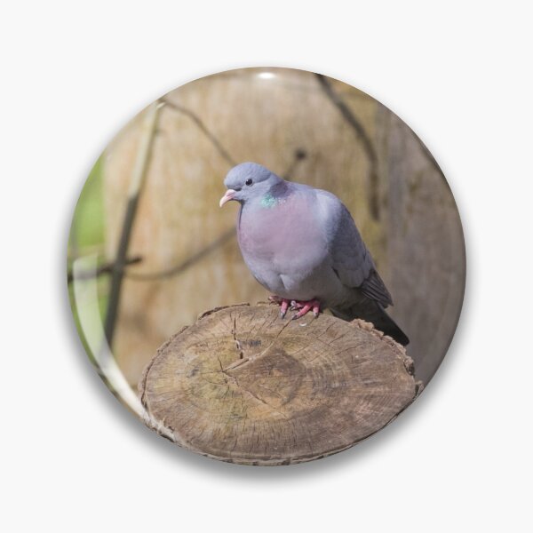 Artikelvorschau, Stock Dove entworfen und verkauft von LaurenTucker.