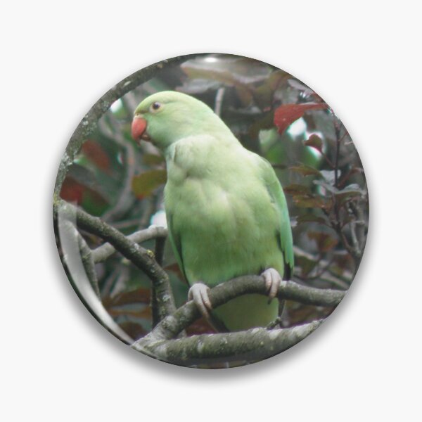 Item preview, Ring Necked Parakeet in Copper Beech Tree Photograph designed and sold by naturegallery.