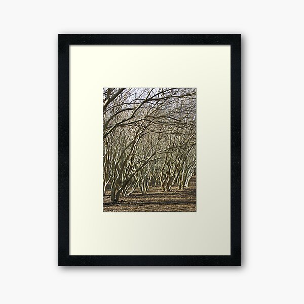 Item preview, Crepe Myrtle Forest - Wintertime designed and sold by AJ Belongia.