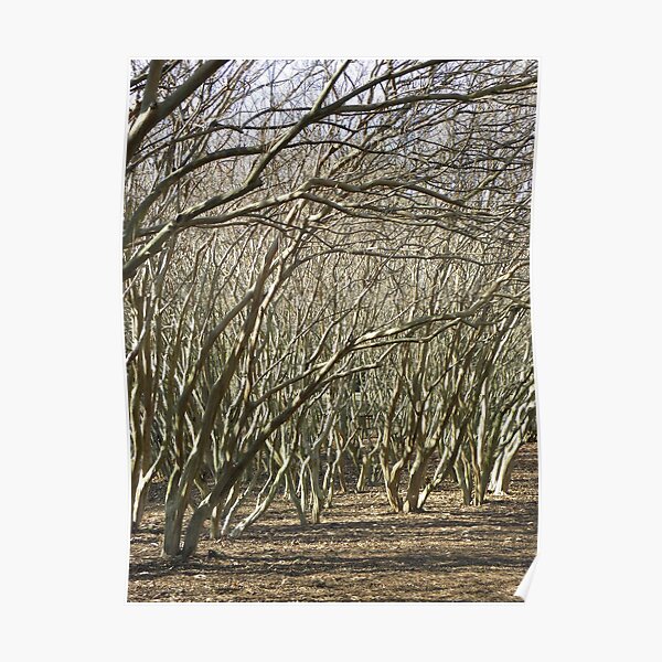 Crepe Myrtle Forest - Wintertime Poster
