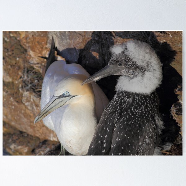Item preview, Gannet  designed and sold by johnritchie.