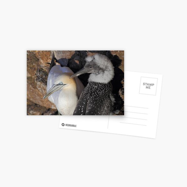 Item preview, Gannet  designed and sold by johnritchie.