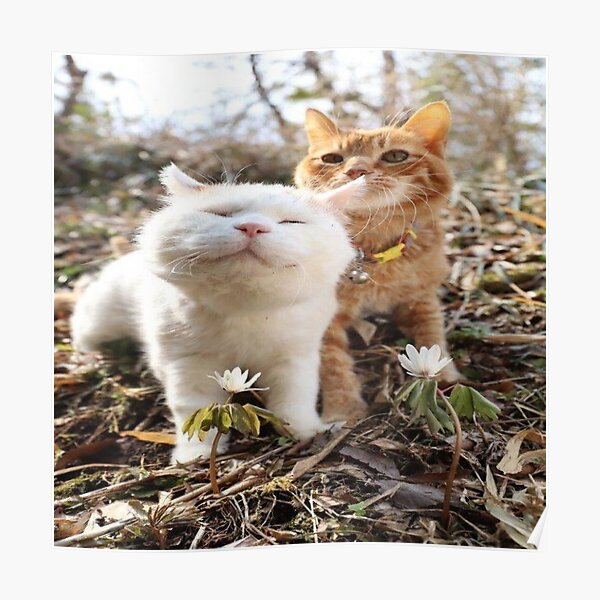 Chat Cute Posters Redbubble