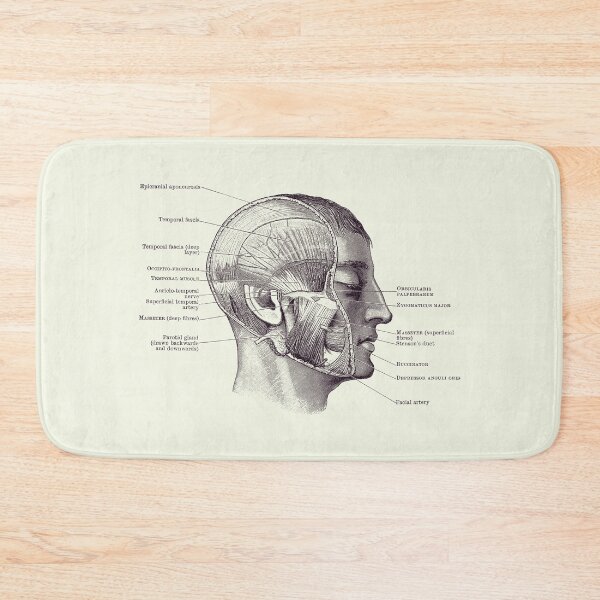 Item preview, Face Muscular Diagram 2 - Vintage Anatomy 2 designed and sold by VAposters.