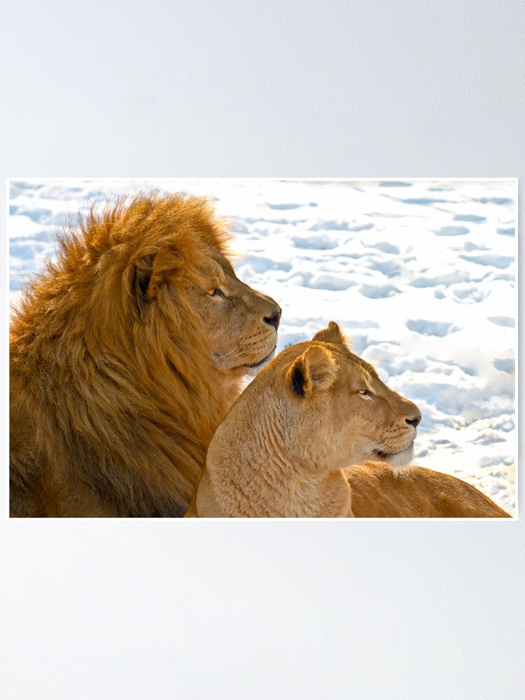 Póster «Leones en la nieve» de lavsen | Redbubble