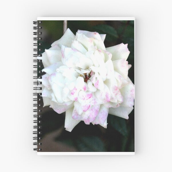 Item preview, BLUSHING WHITE ROSE WITH PINK TINGE designed and sold by JAYMILO.