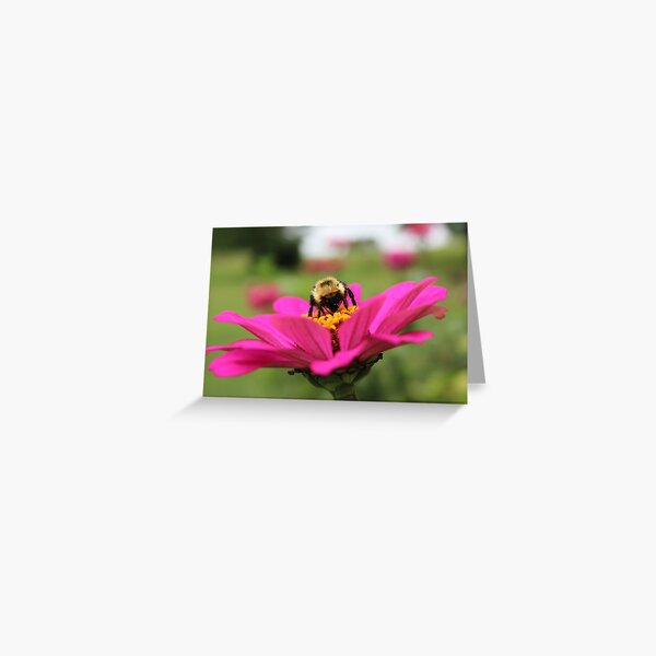 Bumblebee Greeting Card