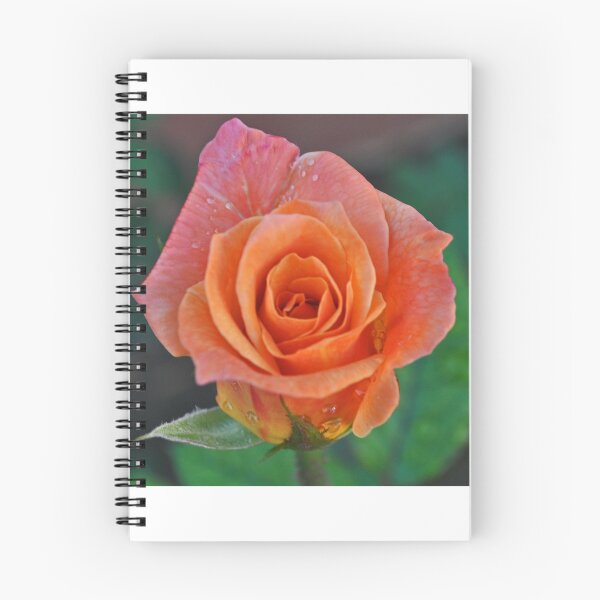 Item preview, PEACH ROSE designed and sold by JAYMILO.