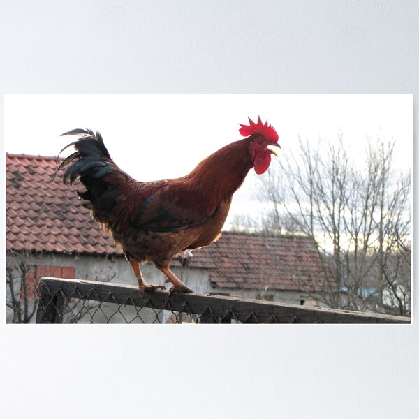 Item preview, Rooster on Stockade designed and sold by branko stanic.