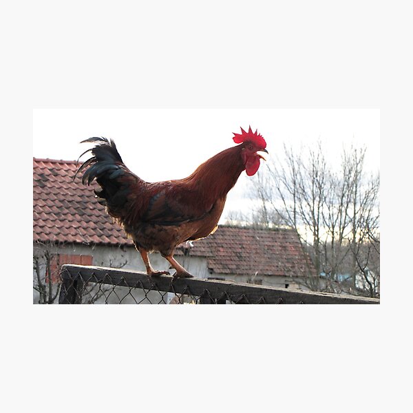 Item preview, Rooster on Stockade designed and sold by branko stanic.