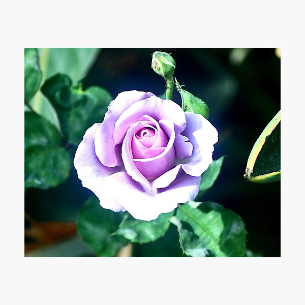 Item preview, STERLING SILVER ROSE designed and sold by JAYMILO.