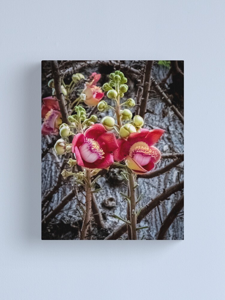 Thumbnail 1 of 3, Canvas Print, Cannonball Tree Blossom designed and sold by darren-j-mcleod.