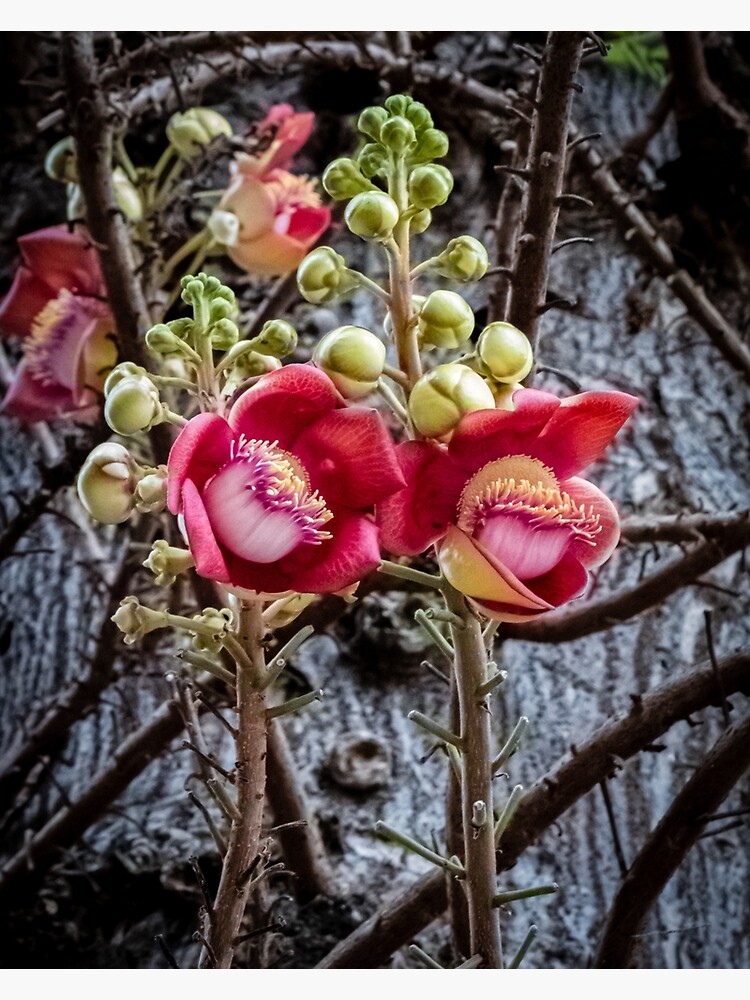 Thumbnail 3 of 3, Canvas Print, Cannonball Tree Blossom designed and sold by darren-j-mcleod.