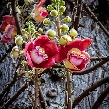 Artwork thumbnail, Cannonball Tree Blossom by darren-j-mcleod